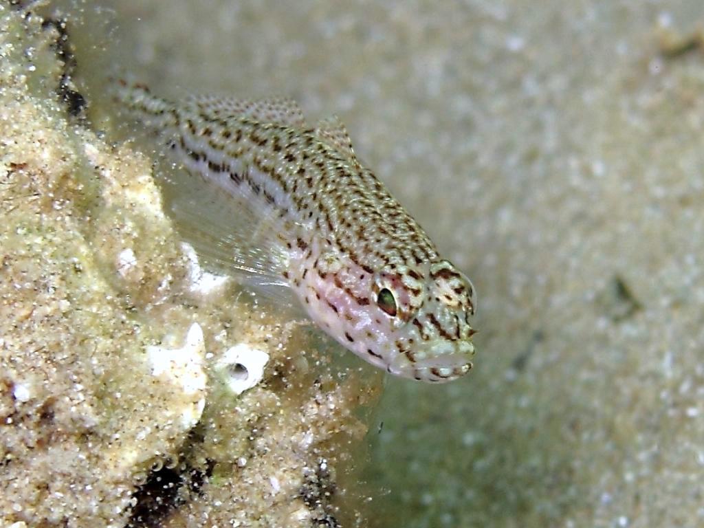 Gobius fallax (Sarato, 1889)